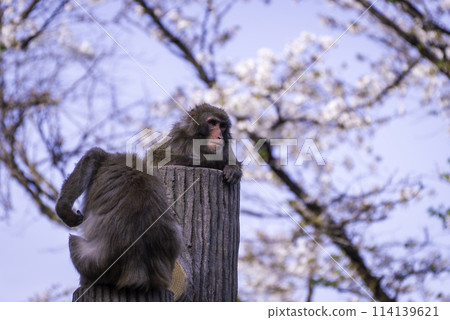 Cherry blossoms and Japanese macaques Cherry blossoms and Japanese macaques 114139621