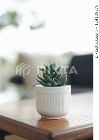 多肉植物擺放在桌邊 114139876
