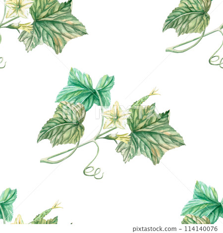 Seamless pattern of cucumber branches and leaves in watercolor illustration on a white background. Hand drawn design for printing on fabric, gift wrapping, desserts, agricultural exhibitions. Seamless pattern of cucumber branches and leaves in watercolor illustration on a white background. Hand drawn design for printing on fabric, gift wrapping, desserts, agricultural exhibitions. 114140076