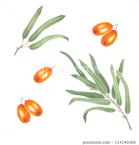 Sea buckthorn branch with orange berries. Branch with Fresh ripe berries and leaves. Hand drawn watercolor illustration isolated on white background. Sea buckthorn branch with orange berries. Branch with Fresh ripe berries and leaves. Hand drawn watercolor illustration isolated on white background. 114140366