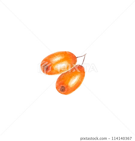 Sea buckthorn branch with orange berries. Branch with Fresh ripe berries and leaves. Hand drawn watercolor illustration isolated on white background. Sea buckthorn branch with orange berries. Branch with Fresh ripe berries and leaves. Hand drawn watercolor illustration isolated on white background. 114140367