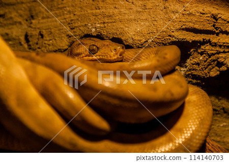 Snake rolled into a ball Snake rolled into a ball 114140703