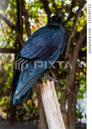 Big Black Raven sitting on a close-up branch Big Black Raven sitting on a close-up branch 114140713