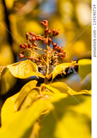 Autumn leaves with wild fruits close-up Autumn leaves with wild fruits close-up 114140714