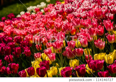 Spring field of colorful tulips 114140727