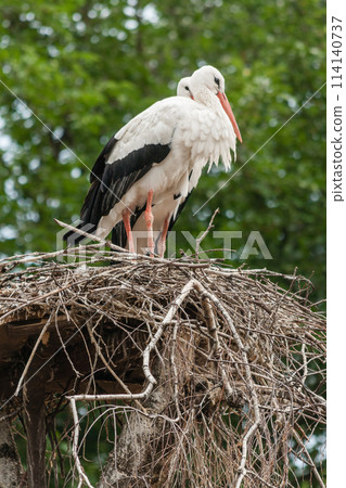 A pair of storks in the nest 114140737