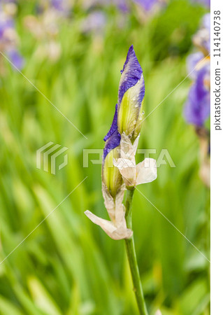Beautiful flowers Iris with drops of water after a rain Beautiful flowers Iris with drops of water after a rain 114140738