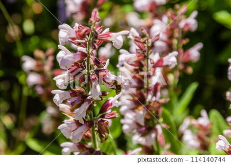 Beautiful flowers on which the bee sits Beautiful flowers on which the bee sits 114140744