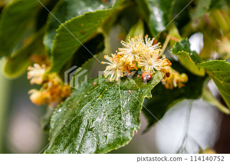 Ladybug creeps on a leaf of a linden tree 114140752