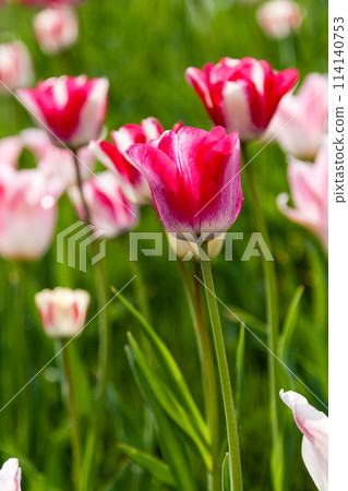 Blooming with colorful tulips 114140753