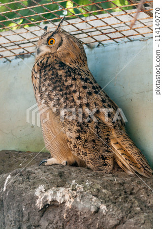 Beautiful owl Beautiful owl 114140770