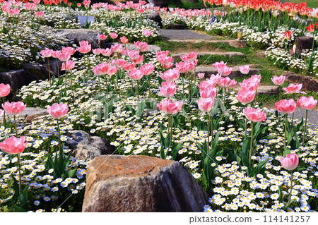 [香川縣]春天贊岐滿濃公園（鬱金香和瑪格麗特花田） 114141257