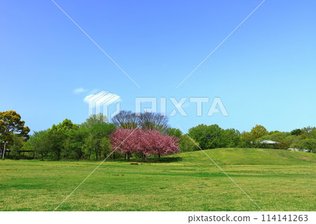[Kagawa Prefecture] Sanuki Manno National Park (grass field and blue sky) 114141263
