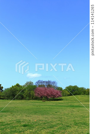 [香川縣] 國立贊岐滿王公園（草坪廣場和藍天） 114141265