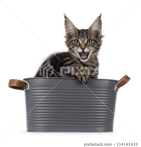 Maine Coon cat kitten on white Maine Coon cat kitten on white 114141433