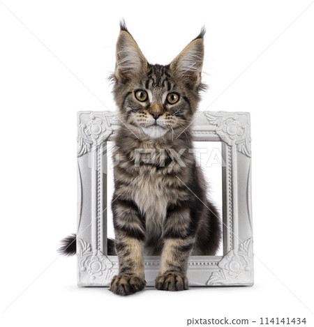 Maine Coon cat kitten on white Maine Coon cat kitten on white 114141434