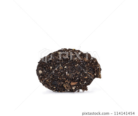 Beetle cocoon on white Beetle cocoon on white 114141454