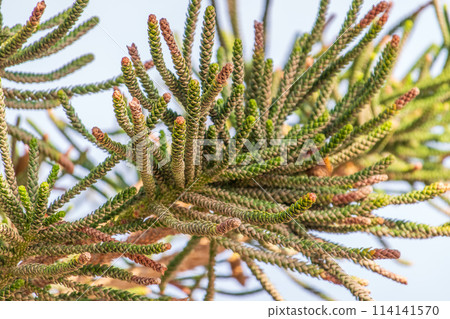 Needles of evergreen tree Araucaria araucana,commonly called the Monkey Puzzle Tree, Monkey Tail Tree or Chilean Pine 114141570