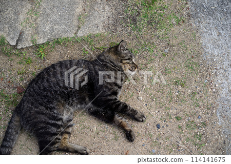貓在尾道千光寺 1 的道路上打盹 114141675
