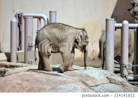 Baby elephant "Tao" born at Sapporo's Maruyama Zoo 114141812