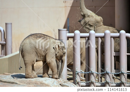 札幌圓山動物園出生的小象“Tao” 114141813