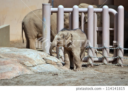 Baby elephant "Tao" born at Sapporo's Maruyama Zoo 114141815