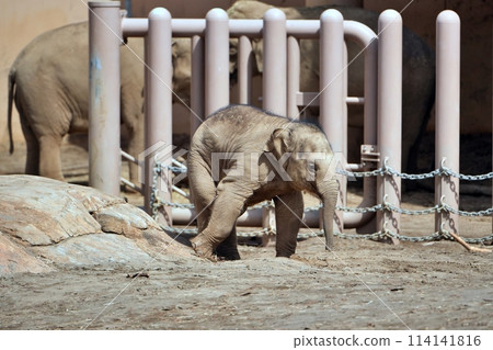 Baby elephant "Tao" born at Sapporo's Maruyama Zoo 114141816