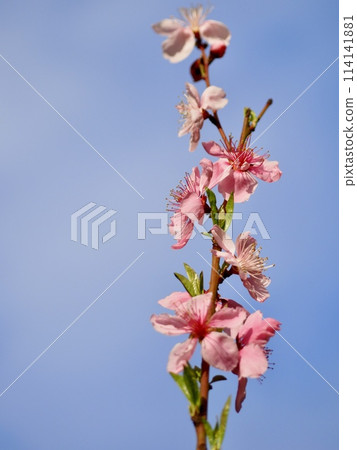 Nectarine Nectarine 114141881