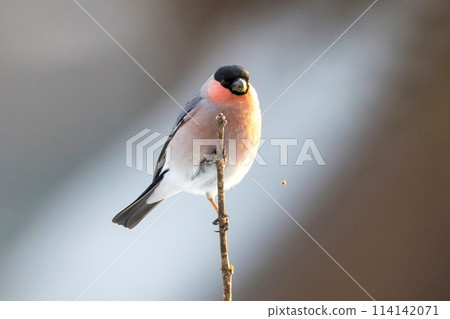 一隻蒼鷺棲息在樹枝上吃花蕾。 114142071