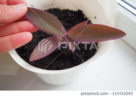 Tradescantia, genus of herbaceous perennial wildflowers in the family Commelinaceae. Inchplant, wandering jew, spiderwort, dayflower and trad. A woman's hand touches the leaves of a transplanted plant Tradescantia, genus of herbaceous perennial wildflowers in the family Commelinaceae. Inchplant, wandering jew, spiderwort, dayflower and trad. A woman's hand touches the leaves of a transplanted plant 114142093