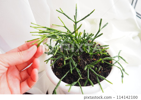Hatiora salicornioides, the bottle cactus, dancing-bones, drunkard's-dream, or spice cactus, is a species of flowering plant in the cactus family. A member of the tribe Rhipsalideae, epiphyte Hatiora salicornioides, the bottle cactus, dancing-bones, drunkard's-dream, or spice cactus, is a species of flowering plant in the cactus family. A member of the tribe Rhipsalideae, epiphyte 114142100