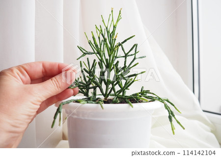 Hatiora salicornioides, the bottle cactus, dancing-bones, drunkard's-dream, or spice cactus, is a species of flowering plant in the cactus family. A member of the tribe Rhipsalideae, epiphyte Hatiora salicornioides, the bottle cactus, dancing-bones, drunkard's-dream, or spice cactus, is a species of flowering plant in the cactus family. A member of the tribe Rhipsalideae, epiphyte 114142104