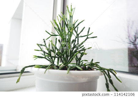 Hatiora salicornioides, the bottle cactus, dancing-bones, drunkard's-dream, or spice cactus, is a species of flowering plant in the cactus family. A member of the tribe Rhipsalideae, epiphyte 114142106