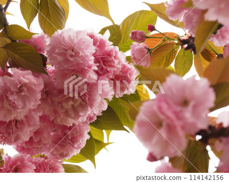 Button cherry Button cherry 114142156