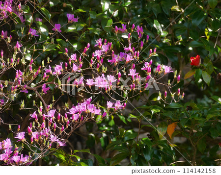 Mitsuba Azalea Mitsuba Azalea 114142158