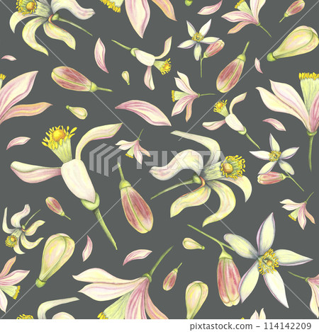 Watercolor tender set with bud and flower. Hand painted pink lemon tangerine orange flowers isolated on dark black background. Illustration for design, print, fabric, decor for summer romantic cover Watercolor tender set with bud and flower. Hand painted pink lemon tangerine orange flowers isolated on dark black background. Illustration for design, print, fabric, decor for summer romantic cover 114142209