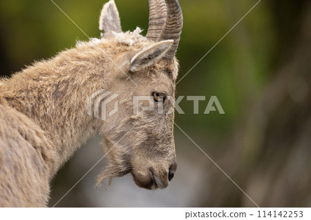 West Caucasian tur, Capra caucasica, sitting on the rock West Caucasian tur, Capra caucasica, sitting on the rock 114142253
