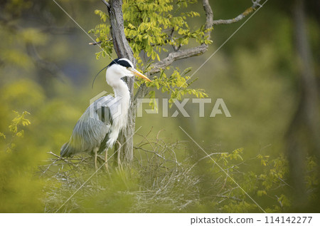 Grey heron sitting on the branch. Bird watching in Europe. Grey heron sitting on the branch. Bird watching in Europe. 114142277