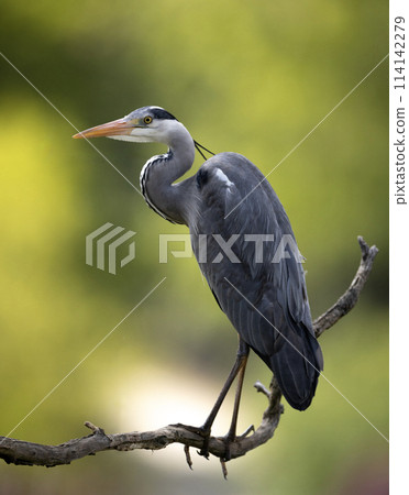Grey heron sitting on the branch. Bird watching in Europe. Grey heron sitting on the branch. Bird watching in Europe. 114142279