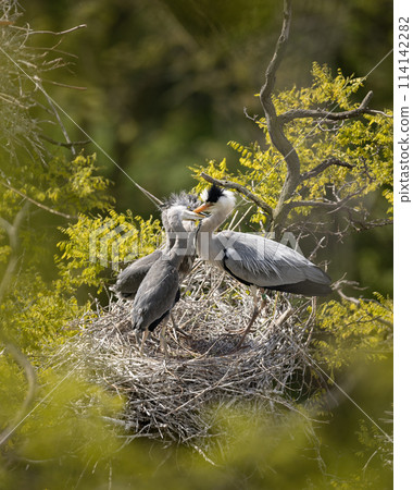 Grey heron on the nest. Heron feed the chicks. 114142282