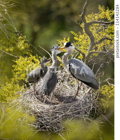 Grey heron on the nest. Heron feed the chicks. Grey heron on the nest. Heron feed the chicks. 114142284