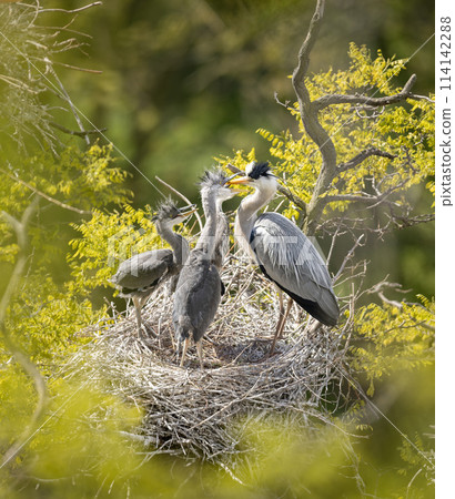 Grey heron on the nest. Heron feed the chicks. Grey heron on the nest. Heron feed the chicks. 114142288