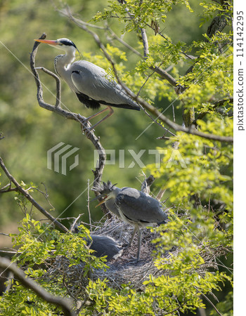Grey heron on the nest. Heron feed the chicks. Grey heron on the nest. Heron feed the chicks. 114142295