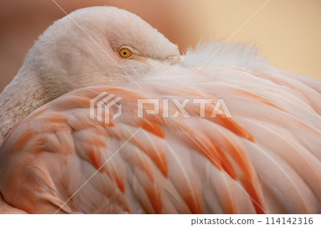 American flamingo (Phoenicopterus ruber) or Caribbean flamingo. Close-up view. American flamingo (Phoenicopterus ruber) or Caribbean flamingo. Close-up view. 114142316