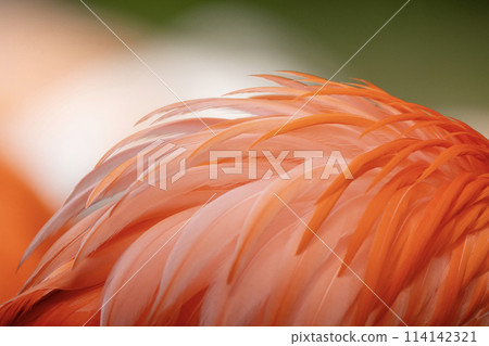 American flamingo (Phoenicopterus ruber) or Caribbean flamingo. Close-up view. American flamingo (Phoenicopterus ruber) or Caribbean flamingo. Close-up view. 114142321