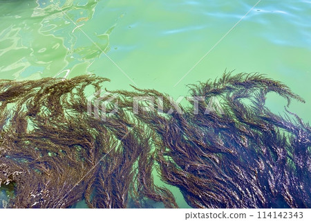 View from the pier on a turquoise background, seaweed in the blue lagoon View from the pier on a turquoise background, seaweed in the blue lagoon 114142343