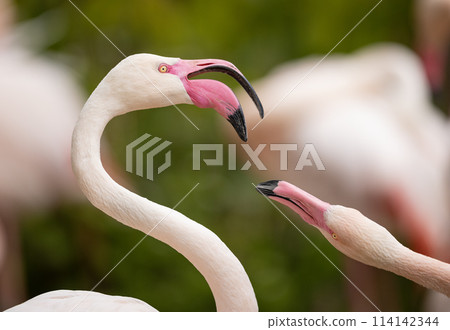 American flamingo (Phoenicopterus ruber) or Caribbean flamingo. Big bird is relaxing enjoying the summertime. Nature green background 114142344