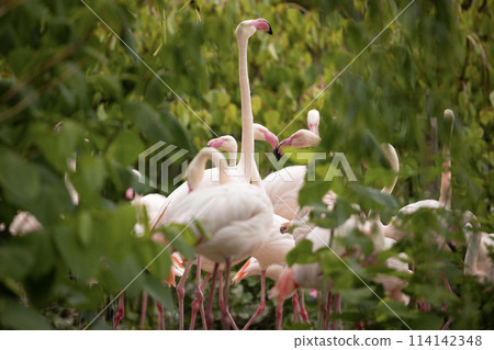 American flamingo (Phoenicopterus ruber) or Caribbean flamingo. Big bird is relaxing enjoying the summertime. Nature green background 114142348