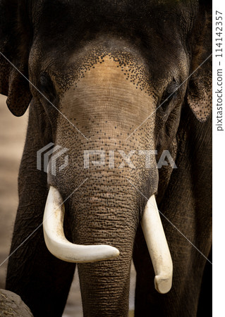 portrait of an elephant in the wild nature, close-up 114142357
