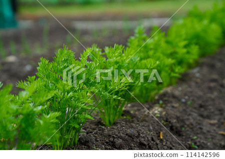 baby carrots growing spring season  114142596